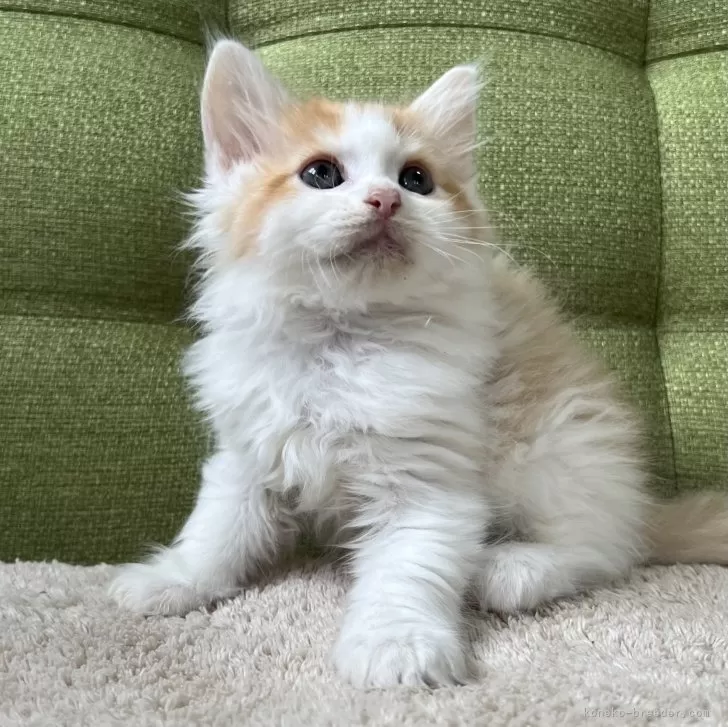 ID：2503-00322の子猫