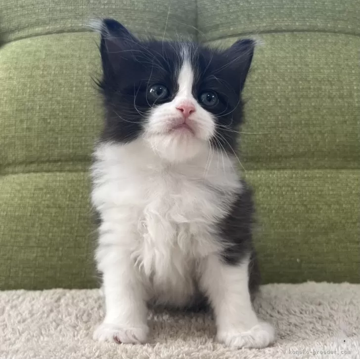 ID:2412-02577の子猫