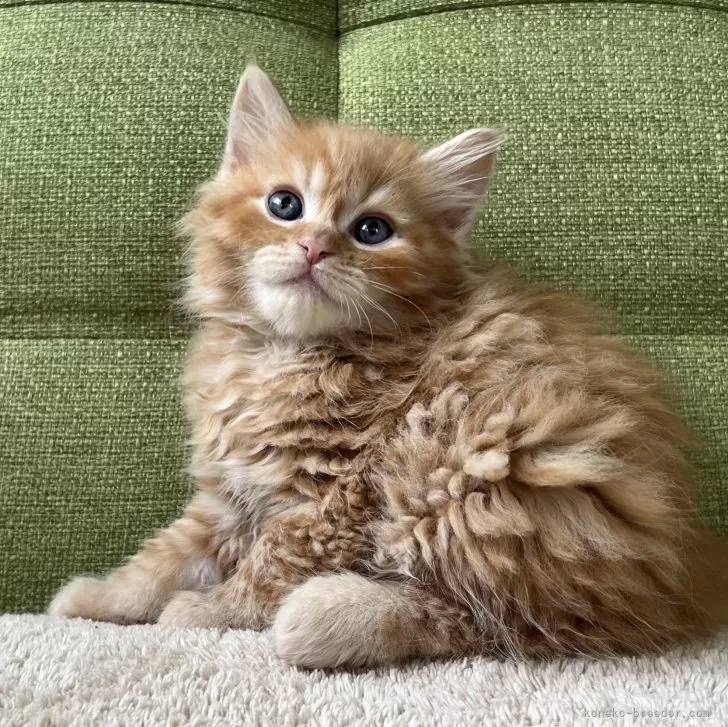 ID：2503-00342の子猫