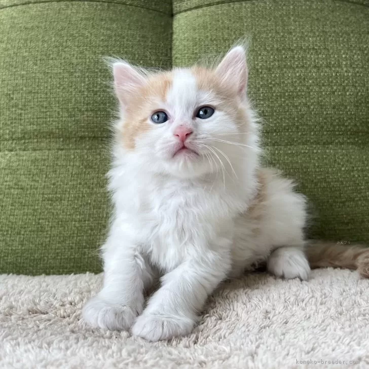 ID：2506-00922の子猫