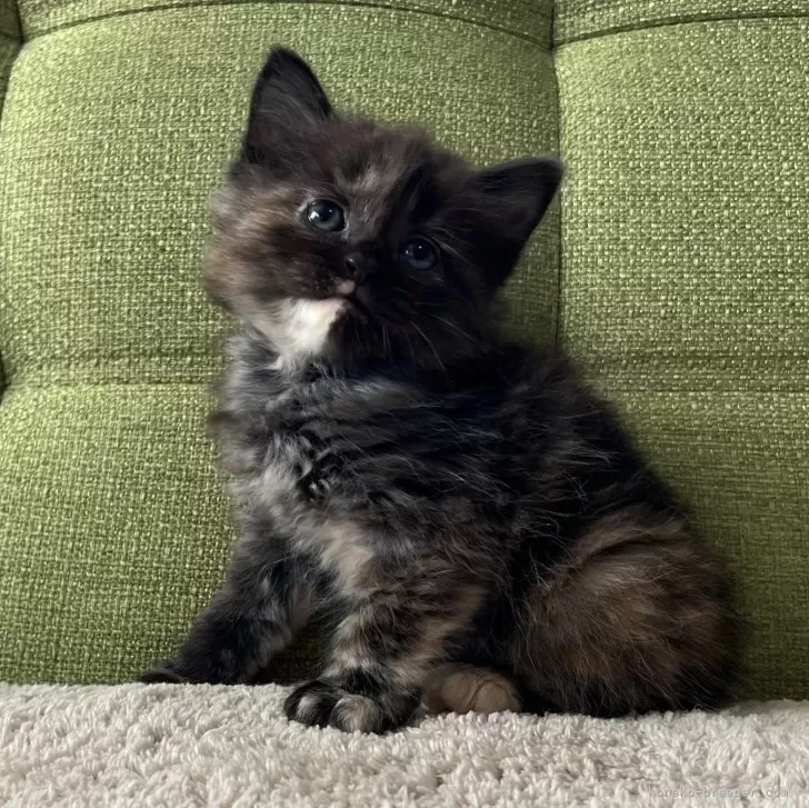 ID:2502-01220の子猫