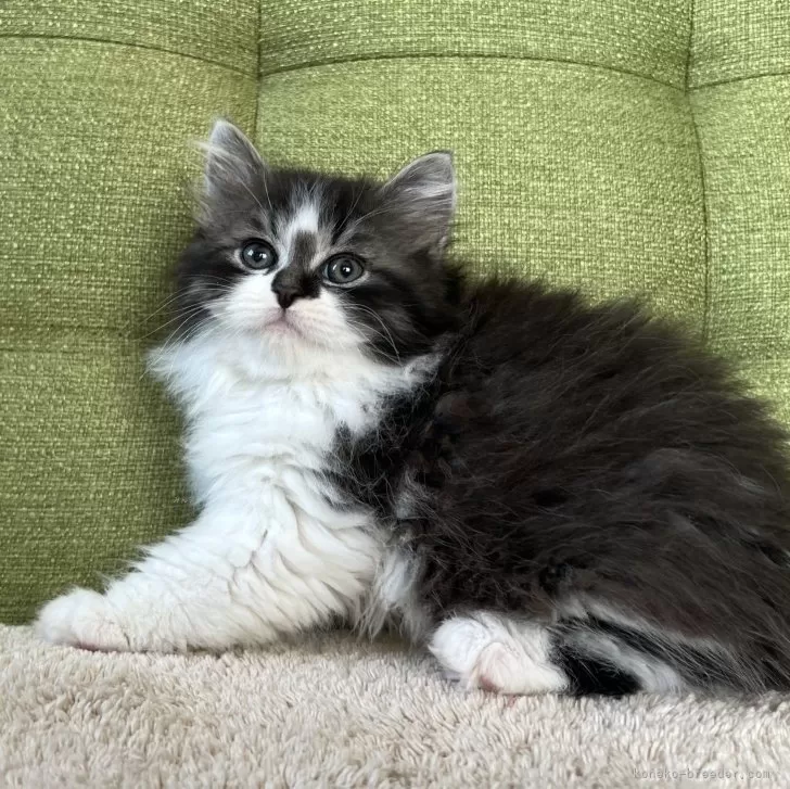 ID：2503-00913の子猫