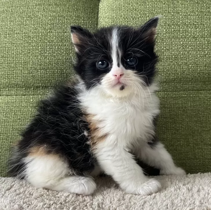 ID：2502-01208の子猫
