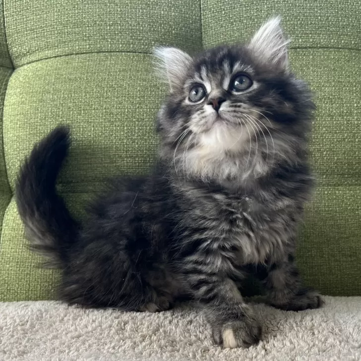 たける 様のお迎えした子猫