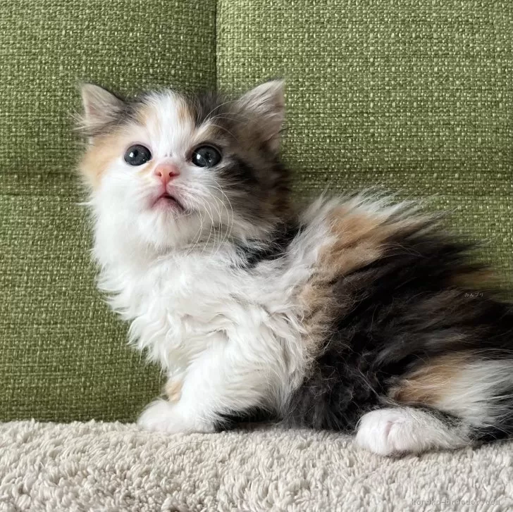 T.K 様のお迎えした子猫