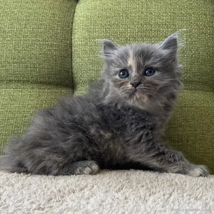 ID：2506-02145の子猫