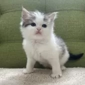 ラガマフィン【愛知県・男の子・2024年12月6日・ブラウンタビー&ホワイト】の写真2