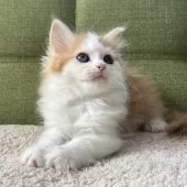 ラガマフィン【愛知県・男の子・2024年12月17日・レッドタビー&ホワイト】の写真3