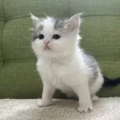 ラガマフィン【愛知県・男の子・2024年12月6日・ブラウンタビー&ホワイト】の写真4