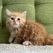 ラガマフィン【愛知県・女の子・2025年7月10日・レッドタビー】の写真5