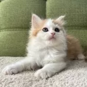 ラガマフィン【愛知県・男の子・2024年12月17日・レッドタビー&ホワイト】の写真6