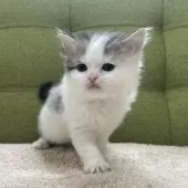 ラガマフィン【愛知県・男の子・2024年12月6日・ブラウンタビー&ホワイト】の写真6