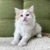 ラガマフィン【愛知県・男の子・2025年4月26日・レッドタビー&ホワイト】の写真7