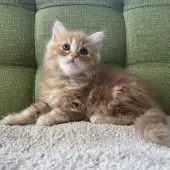 ラガマフィン【愛知県・男の子・2024年12月17日・レッドタビー】の写真7