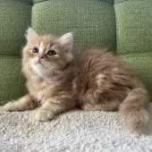 ラガマフィン【愛知県・男の子・2024年12月17日・レッドタビー】の写真8