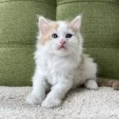 ラガマフィン【愛知県・男の子・2025年4月26日・レッドタビー&ホワイト】の写真8