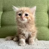 ラガマフィン【愛知県・女の子・2025年7月10日・レッドタビー】の写真9