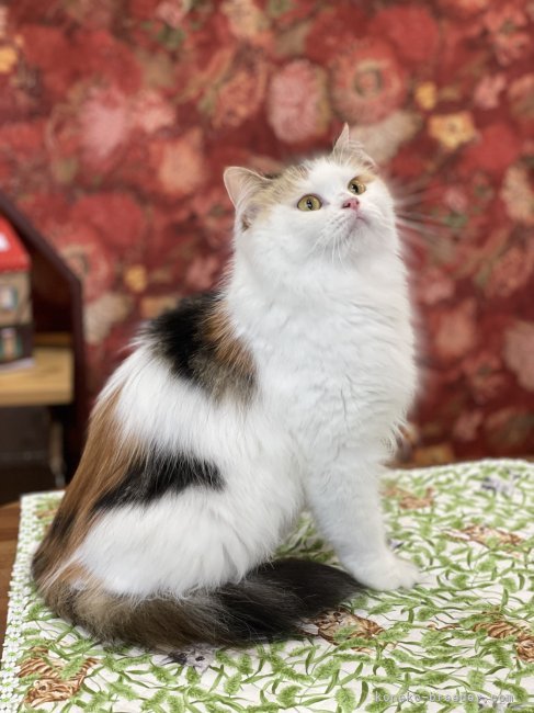スコティッシュフォールド【・女の子・2021年8月8日・ブラックトーティー&amp;ホワイト】