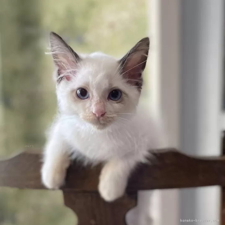 ID：2406-00363の子猫