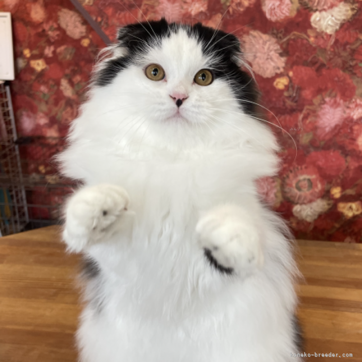 K.H 様のお迎えした子猫