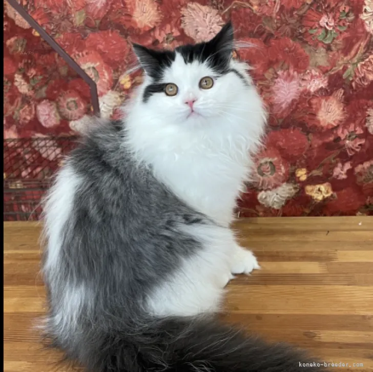 ID:2306-01783の子猫