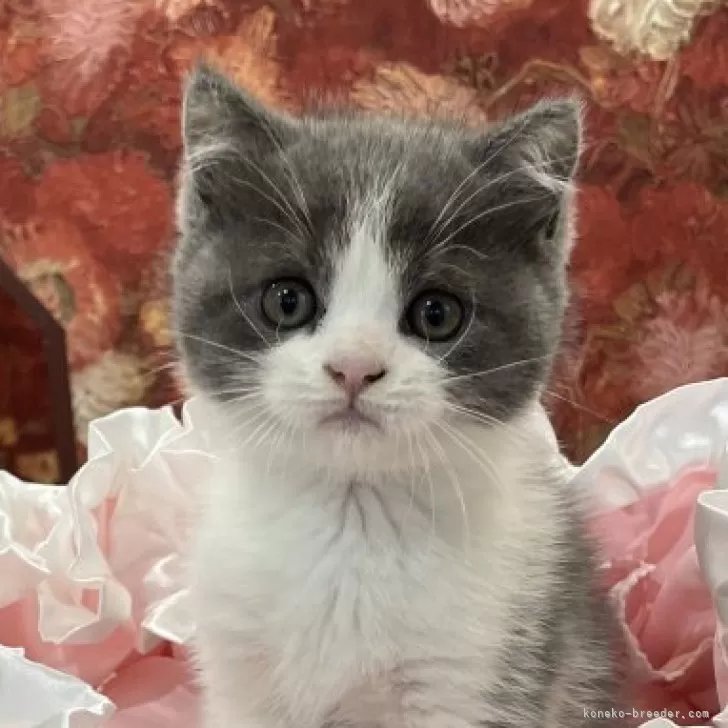 ID:2405-03494の子猫