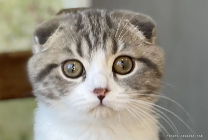 nori 様のお迎えした子猫