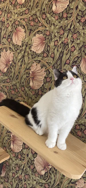 ID:2103-00372の子猫