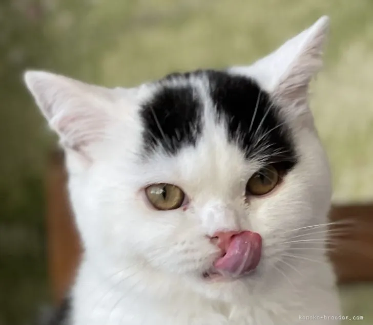 ID:2109-02205の子猫