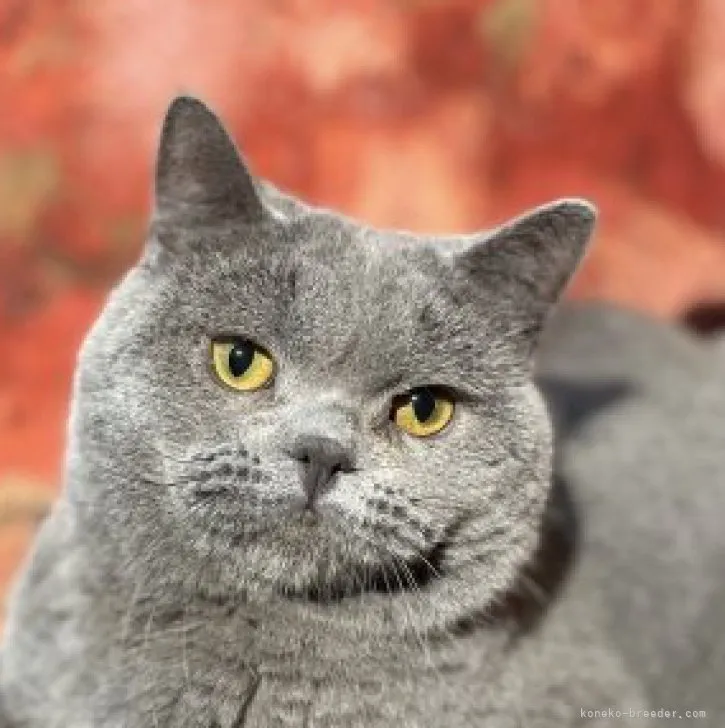 みくぱぱ 様のお迎えした子猫