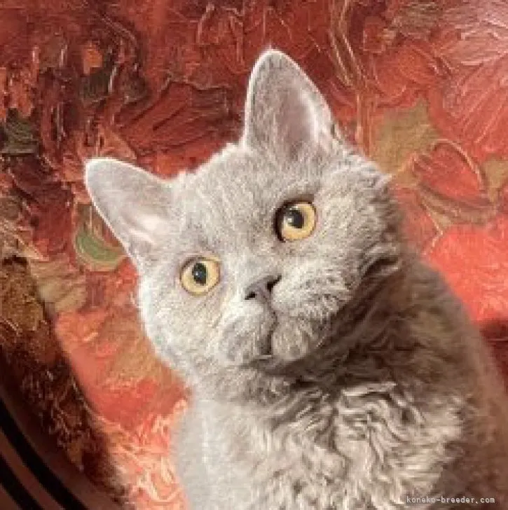 ID：2303-03075の子猫