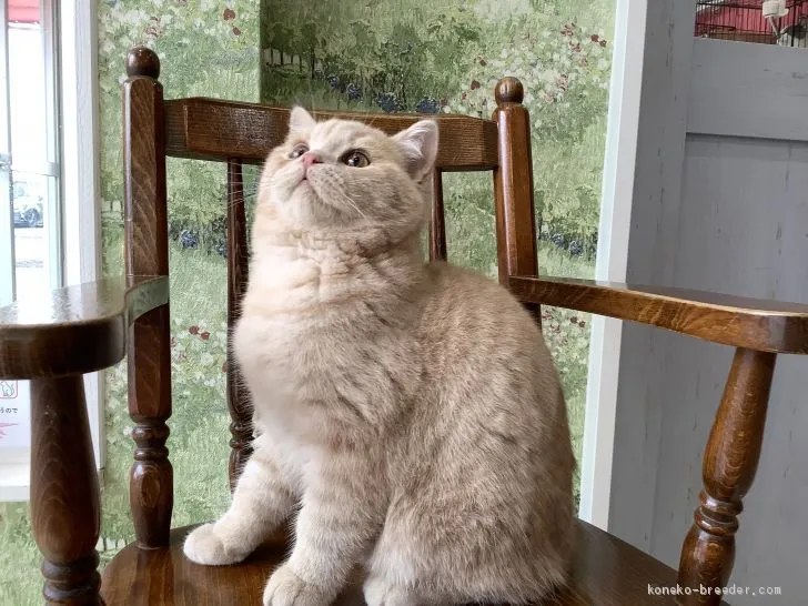 ID:2103-00400の子猫