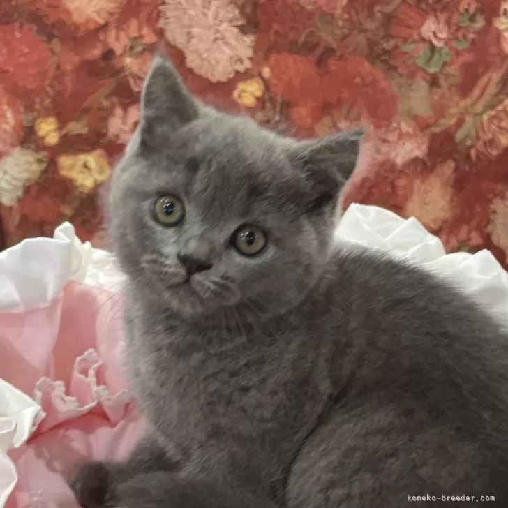 ID：2405-02577の子猫