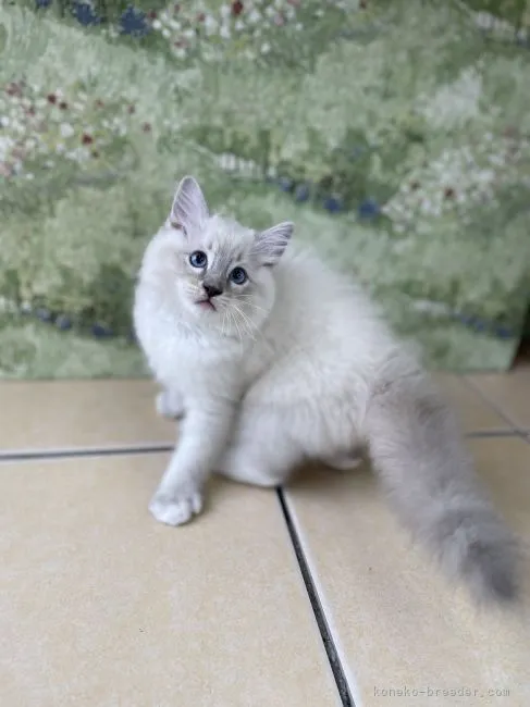 ID：2109-00178の子猫