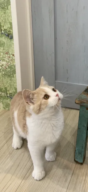 ID：2103-00413の子猫