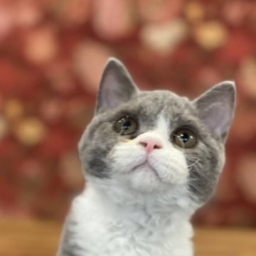 セルカークレックス【静岡県・女の子・2022年11月21日・ブルー&ホワイト（ふわふわ✨）】の写真「おっとりした性格の女の子🫶✨」