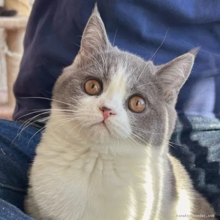 ID:2411-02172の子猫