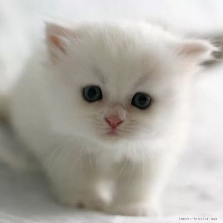 ID：2409-00133の子猫