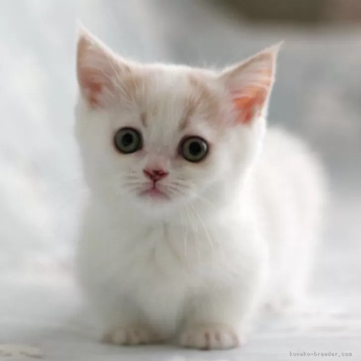 ID：2402-02293の子猫