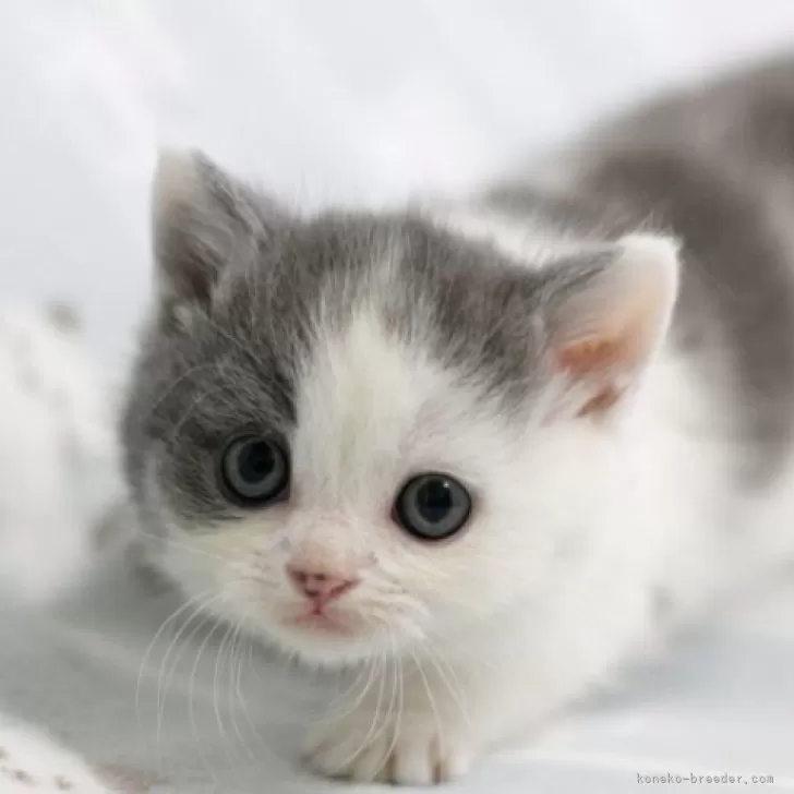 ID:2412-00918の子猫