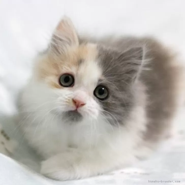 ID:2411-00817の子猫