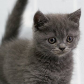 ミヌエット(長足)【群馬県・男の子・2024年1月1日・ブルー】の写真「長足ミヌエットの男の子。人気のブルーソリッド」