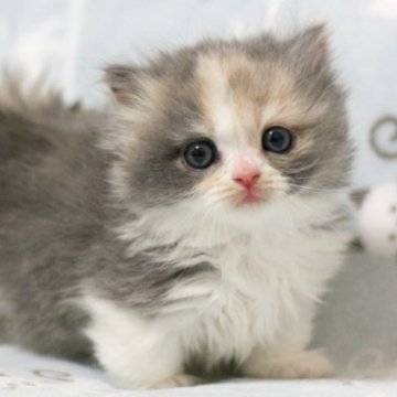 ミヌエット(短足)【群馬県・女の子・2024年1月1日・ダイリュートキャリコ】の写真「短足ミヌエットの女の子。大人気ダイリュートキャリコ」