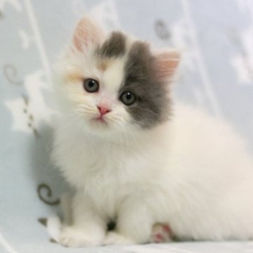 ミヌエット(長足)【群馬県・女の子・2024年2月1日・ダイリュートキャリコ】の写真「長足ミヌエットの女の子。大人気ダイリュートキャリコ」