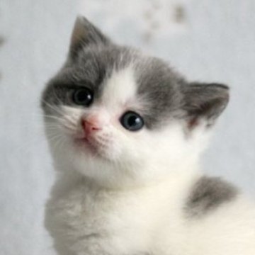 マンチカン(長足)【群馬県・男の子・2023年11月12日・ブルータビー&ホワイト】の写真「足長マンチカンの男の子。ブルータビー＆ホワイト」