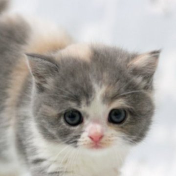 ミヌエット(長足)【群馬県・女の子・2024年1月1日・ダイリュートキャリコ】の写真「長足ミヌエットの女の子。大人気ダイリュートキャリコ」