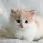 マンチカン(短足)【群馬県・男の子・2023年2月22日・クリーム&ホワイト】の写真1