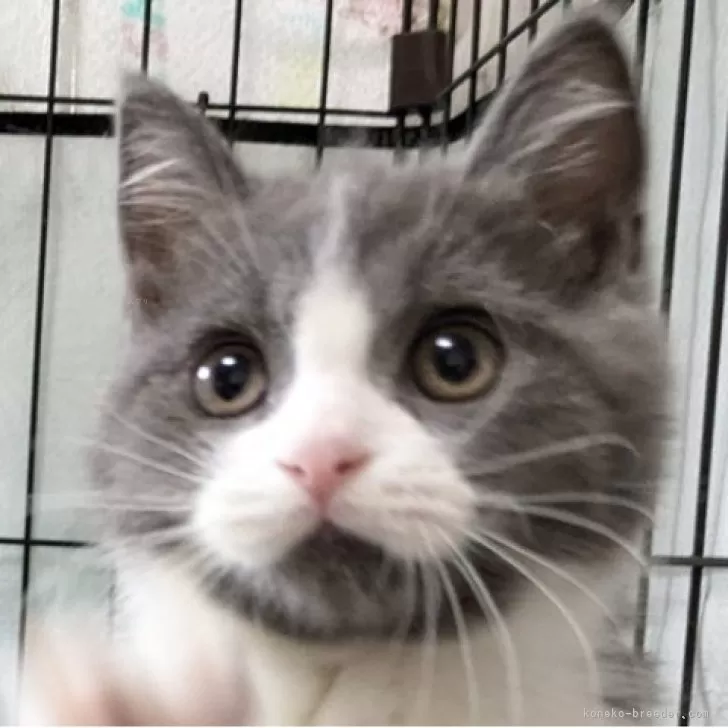 ID：2507-01060の子猫