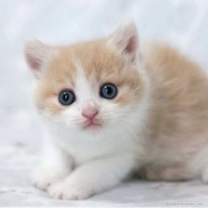 H.W 様のお迎えした子猫