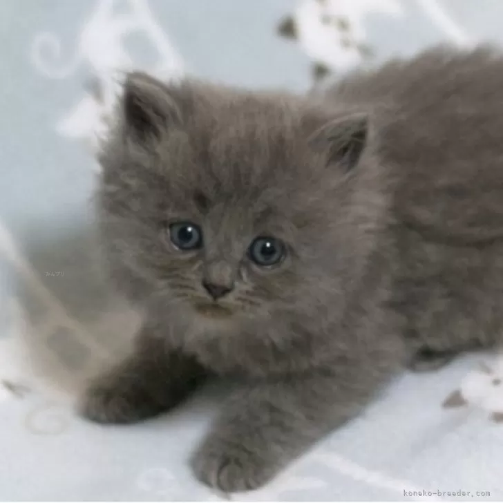 ミヌエット(長足)【群馬県・男の子・2025年10月1日・ブルー】の写真1